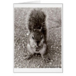 Squirrel with Nut Card