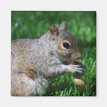 Squirrel with Nut Magnet