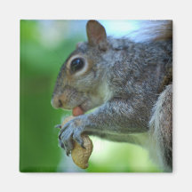 Squirrel with Nut Magnet
