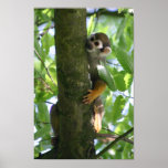 Squirrelmonkey poster posters