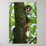 Squirrelmonkey posters