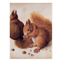 Squirrels, 1512 postcard