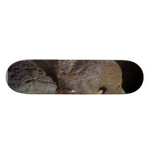 Squirrels Eating Tails Pinecones Skate Boards