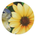 Squirrels_Sticker