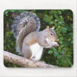 Squrrel Eating Bread Mouse Mats