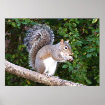 Squrrel Eating Bread Poster