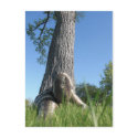Sssssnake in the Grass 14 Postcard