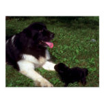 St. Bernard and pup Postcards