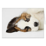 St. Bernard Puppy cards