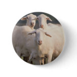 St. Croix sheep buttons