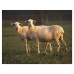 St. Croix sheep flyers