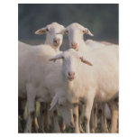 St. Croix sheep flyers