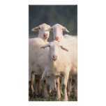 St. Croix sheep photo cards