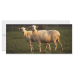 St. Croix sheep Personalized Rack Card
