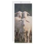 St. Croix sheep rack cards