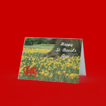 St. David's Day Daffodils cards