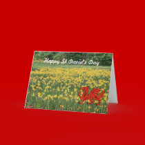 St. David's Day Daffodils cards