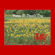 St. David's Day Daffodils postcards