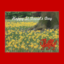 St. David's Day Daffodils postcards