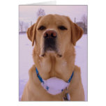 St. Labrador Card