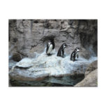 St Louis Zoo 2009 Postcards