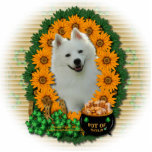 St Patricks - Pot of Gold - American Eskimo photo sculptures