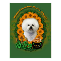 St Patricks - Pot of Gold - Bichon Frise Postcard
