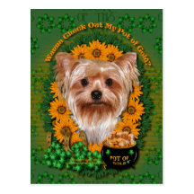St Patricks - Pot of Gold - Yorkshire Terrier Postcard