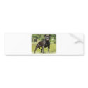 Staffordshire Bull Terrier bumper stickers