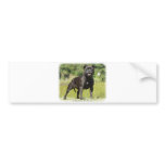 Staffordshire Bull Terrier bumper stickers