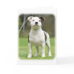 Staffordshire Bull Terrier cards