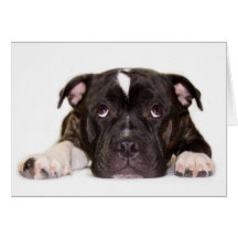 Staffordshire bull terrier Card R001