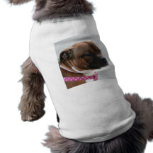Staffordshire bull terrier dog shirt
