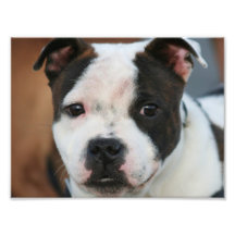 Staffordshire bull terrier photo print