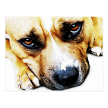 Staffordshire Bull Terrier Post Card