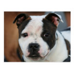 Staffordshire Bull Terrier Postcard