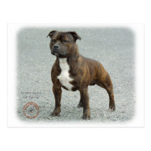 Staffordshire Bull Terrier Postcards