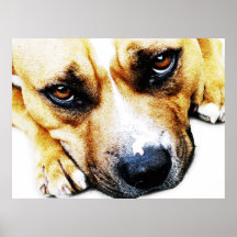 Staffordshire Bull Terrier Print