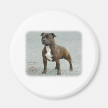 Staffordshire Bull Terrier Refrigerator Magnets