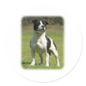 Staffordshire Bull Terrier stickers