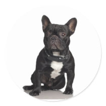 Staffordshire Bull Terrier Sticker