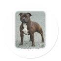 Staffordshire Bull Terrier stickers