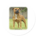 Staffordshire Bull Terrier stickers