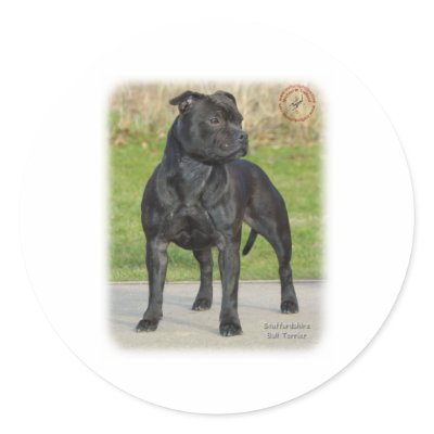 Staffordshire Bull Terrier Sticker by TraffordPhotos