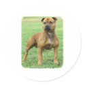 Staffordshire Bull Terrier stickers