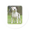 Staffordshire Bull Terrier stickers