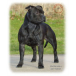 Staffordshire Bull Terrier t-shirts