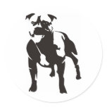 Staffy