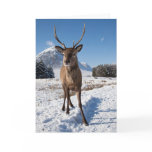 Stag and Mountains cards