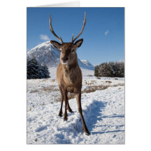 Stag and Mountains Greeting Card